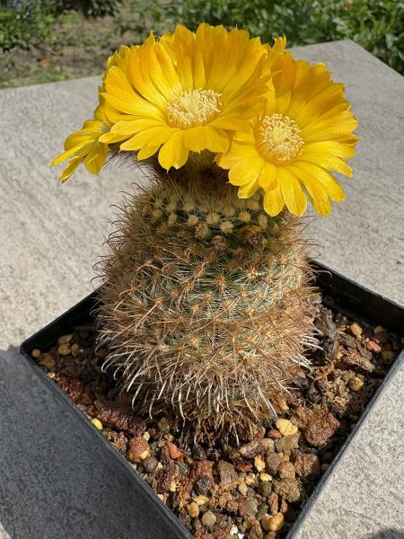 Parodia mutabilis